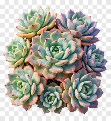 Succulent Plant Arrangement PNG