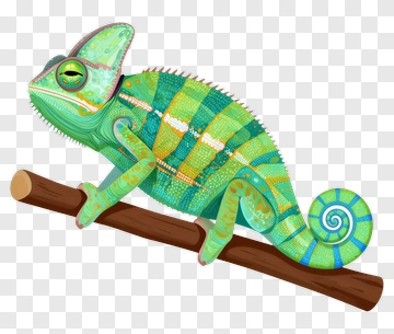 Colorful Chameleon On A Branch PNG