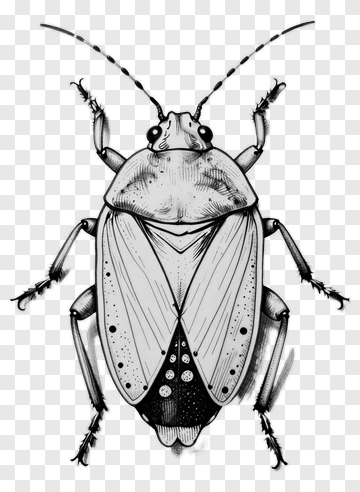 Detailed Illustration Of A Beetle PNG