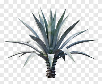 Aloe Vera Plant PNG