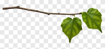 Green Leafy Branch PNG