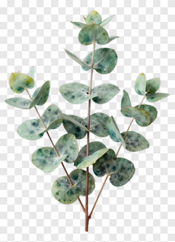 Eucalyptus Plant PNG