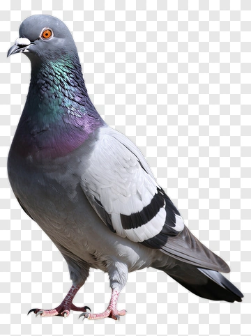 Pigeon With Colorful Feathers PNG
