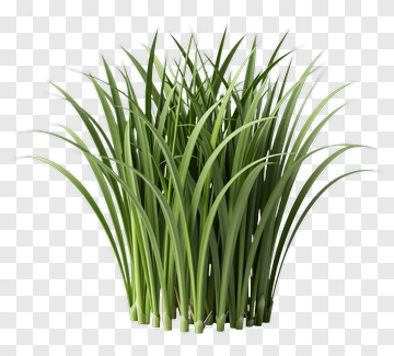 Green Grass Bunch PNG