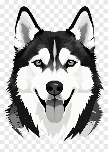 Black And White Husky Dog Portrait PNG