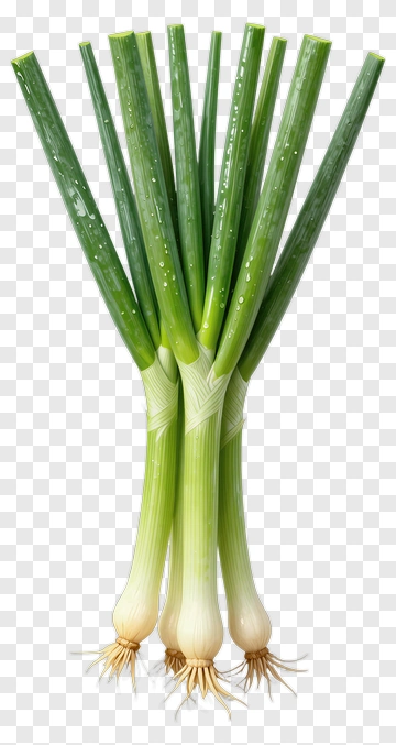 Fresh Green Onions PNG