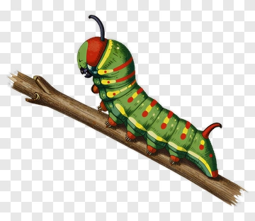 Colorful Caterpillar On A Branch PNG