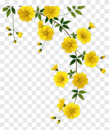 Yellow Flower Branch With Blossoms And Buds PNG