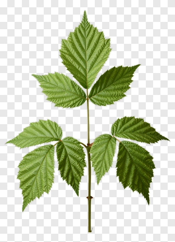 Green Leaf Stem PNG