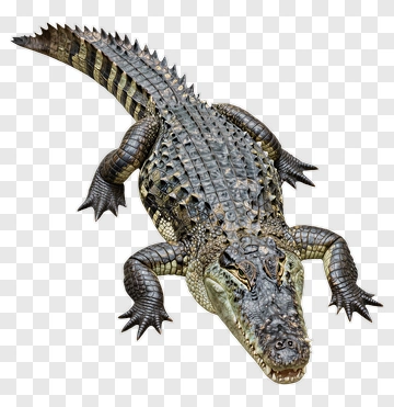 Crocodile On A Transparent Background PNG