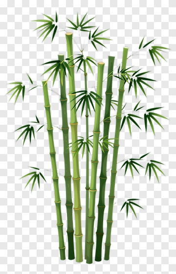 Bamboo Plant With Green Leaves PNG