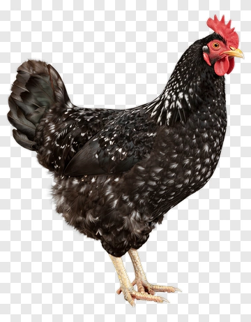 Black Hen PNG