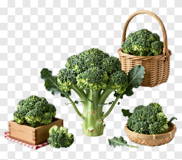 Broccoli In Various Arrangements PNG