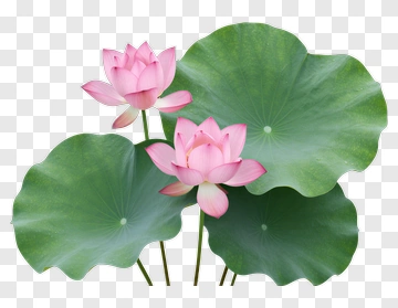 Pink Lotus Flowers With Green Leaves PNG