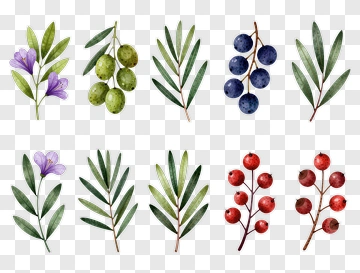 Watercolor Botanical Illustrations Of Various Plants PNG