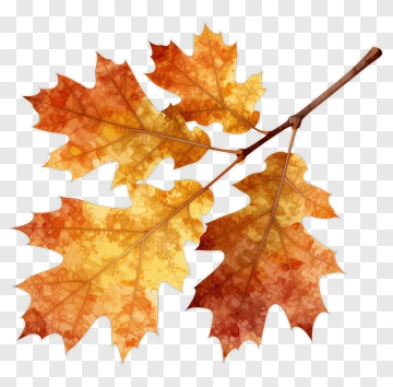 Autumn Leaves On A Branch PNG