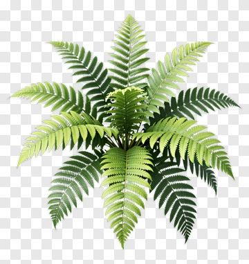 Fern Plant PNG