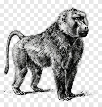 Realistic Baboon Standing PNG