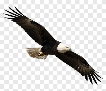 Bald Eagle In Flight PNG