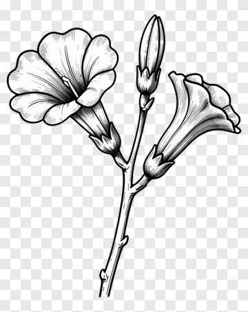 Illustration Of Flowering Plant PNG