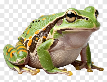 Colorful Frog PNG