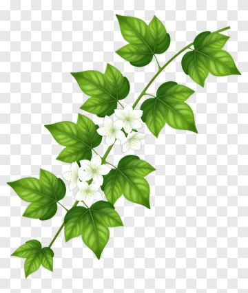 Flowering Ivy Vine PNG