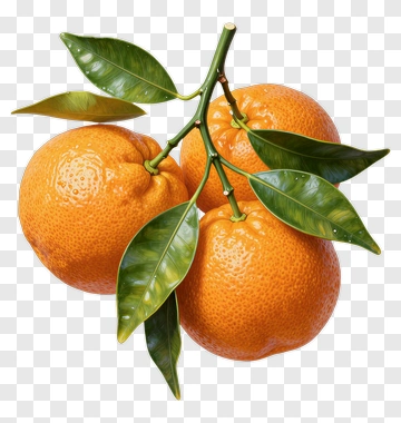 Fresh Oranges On A Branch PNG
