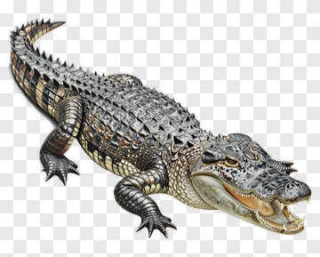 Realistic Crocodile With Detailed Scales PNG