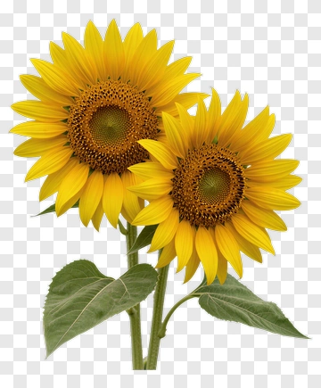 Sunflower Bouquet PNG
