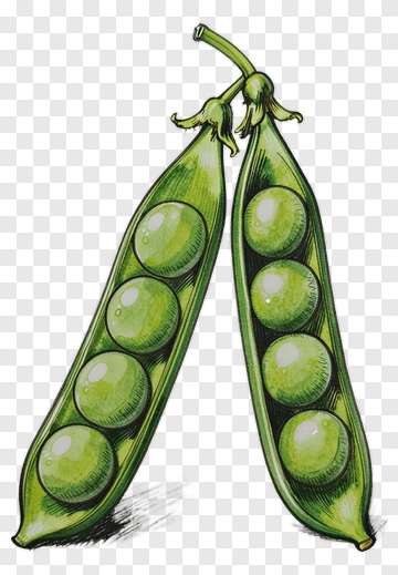 Green Peas In A Pod PNG