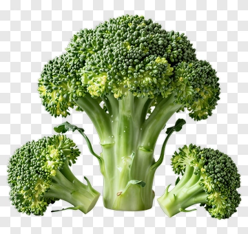 Fresh Broccoli PNG