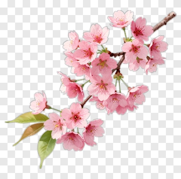 Cherry Blossom Branch With Pink Flowers PNG