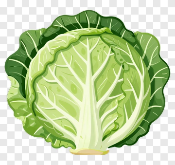 Fresh Green Cabbage PNG