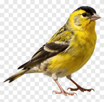 Yellow Bird With Black Cap PNG