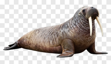 Walrus Sitting On The Ground PNG