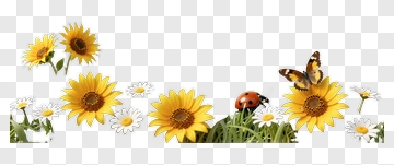 Colorful Sunflowers And Butterflies In A Garden PNG