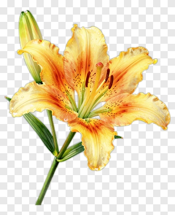 Colorful Lily Flower PNG