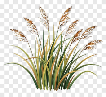 Tall Grass With Golden Tips PNG