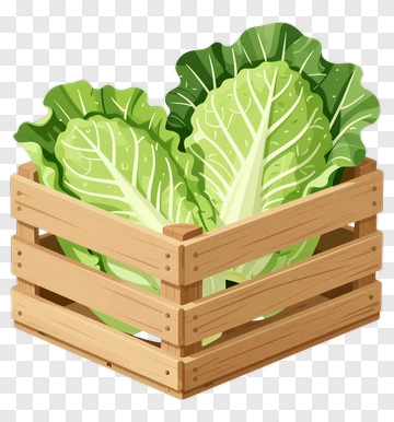 Fresh Cabbage In A Wooden Crate PNG