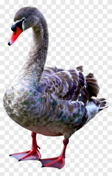 Swan With Colorful Feathers PNG