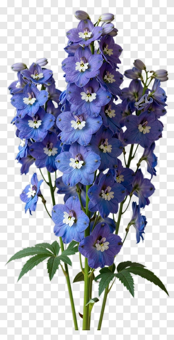 Delphinium Flower Bouquet PNG
