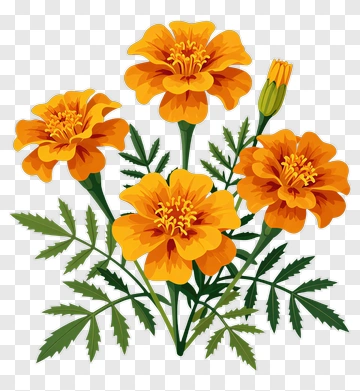 Colorful Marigold Flowers PNG