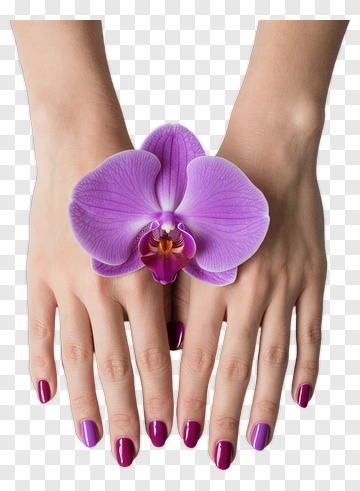 Woman's Hands Holding A Purple Orchid PNG