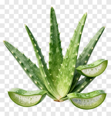 Aloe Vera Plant With Fresh Leaves PNG
