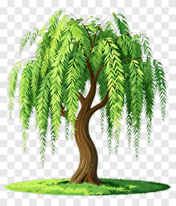 Colorful Willow Tree PNG
