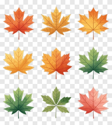 Colorful Maple Leaves Collection PNG