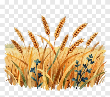 Wheat Field With Green Plants PNG