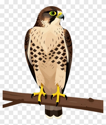Cartoon Hawk Perched On A Branch PNG
