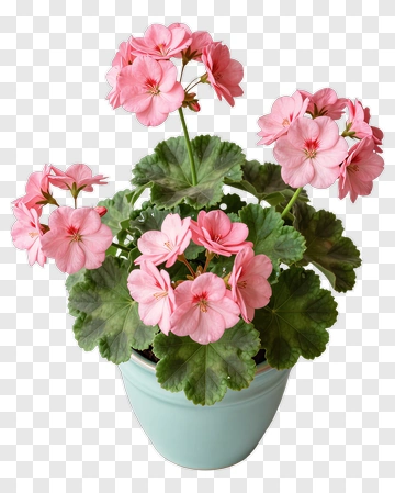Pink Geranium Plant In Pot PNG