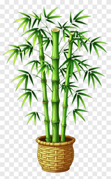 Bamboo Plant In A Basket PNG